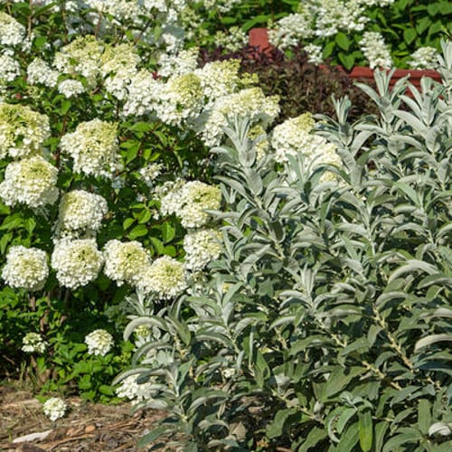 First Editions® Iceberg Alley® Sageleaf Willow: Salix candida 'Jefberg' preview 8