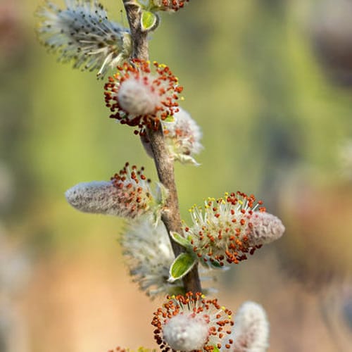First Editions® Iceberg Alley® Sageleaf Willow: Salix candida 'Jefberg' preview 9