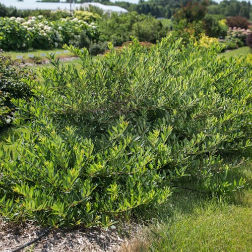 First Editions® Jade Parade® Sand Cherry: Prunus pumila 'UCONNPP002' PP33,014 preview 11