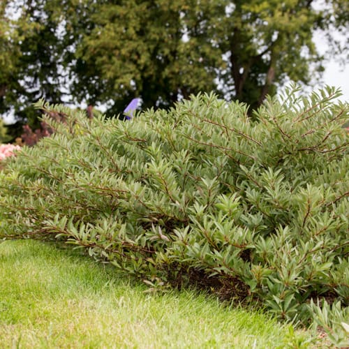 First Editions® Jade Parade® Sand Cherry: Prunus pumila 'UCONNPP002' PP33,014 preview 12