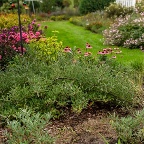 First Editions® Jade Parade® Sand Cherry: Prunus pumila 'UCONNPP002' PP33,014 preview 14