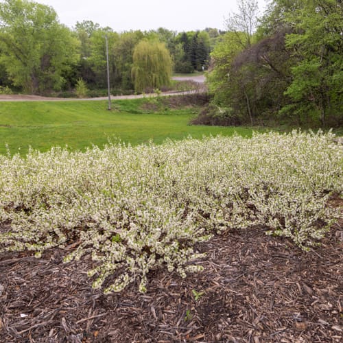 First Editions® Jade Parade® Sand Cherry: Prunus pumila 'UCONNPP002' PP33,014 preview 16