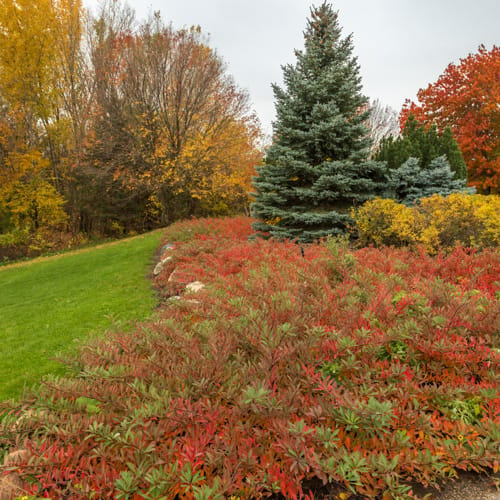 First Editions® Jade Parade® Sand Cherry: Prunus pumila 'UCONNPP002' PP33,014 preview 18