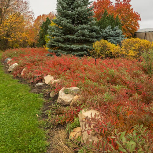 First Editions® Jade Parade® Sand Cherry: Prunus pumila 'UCONNPP002' PP33,014 preview 19