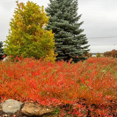 First Editions® Jade Parade® Sand Cherry: Prunus pumila 'UCONNPP002' PP33,014 preview 4