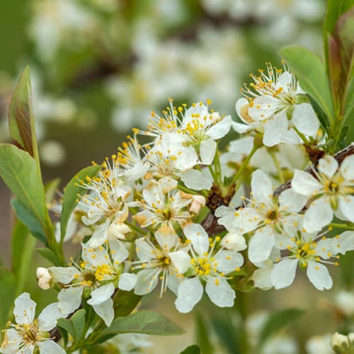 First Editions® Jade Parade® Sand Cherry: Prunus pumila 'UCONNPP002' PP33,014 preview 6