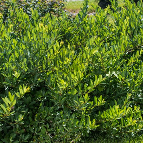 First Editions® Jade Parade® Sand Cherry: Prunus pumila 'UCONNPP002' PP33,014 preview 7