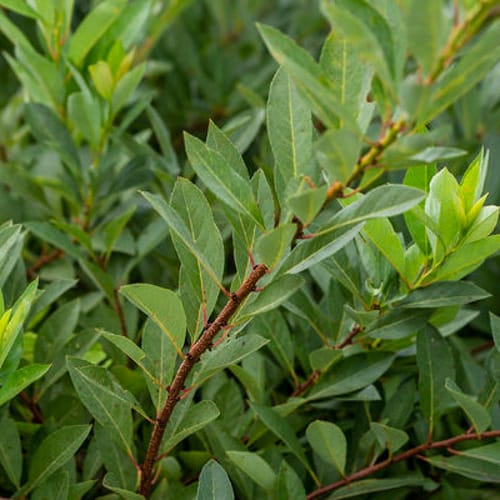 First Editions® Jade Parade® Sand Cherry: Prunus pumila 'UCONNPP002' PP33,014 preview 8
