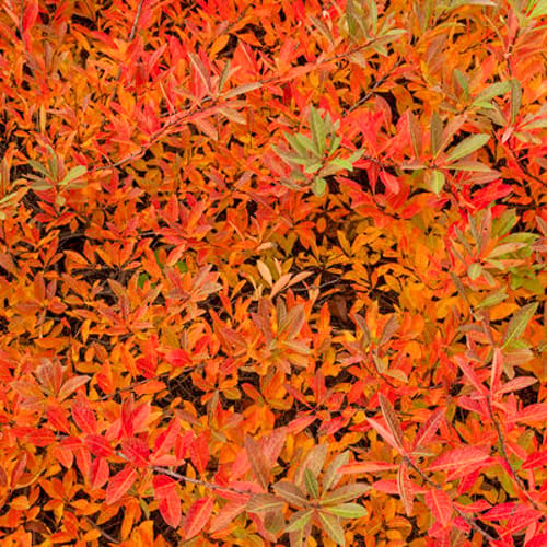 First Editions® Jade Parade® Sand Cherry: Prunus pumila 'UCONNPP002' PP33,014 preview 9