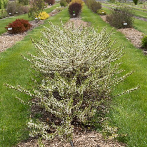 First Editions® Jade Parade® Sand Cherry: Prunus pumila 'UCONNPP002' PP33,014 preview 10