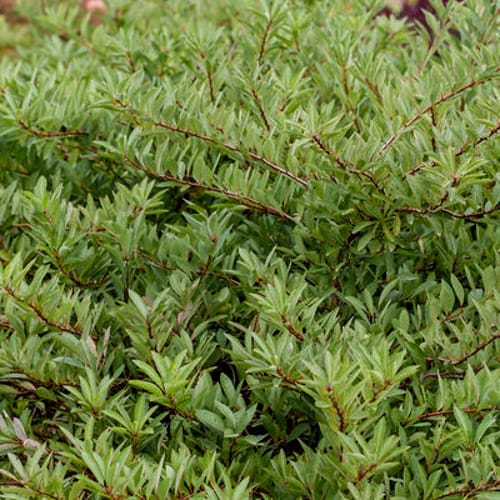First Editions® Jade Parade® Sand Cherry: Prunus pumila 'UCONNPP002' PP33,014 preview 1