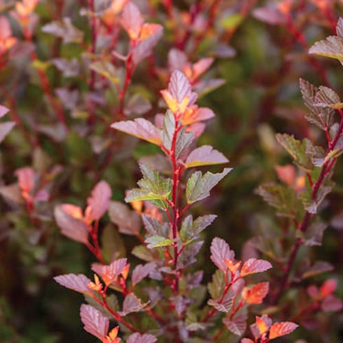 First Editions® Spicy Devil® Ninebark: Physocarpus opulifolius 'ZLENatalie' PP34,244 preview 3