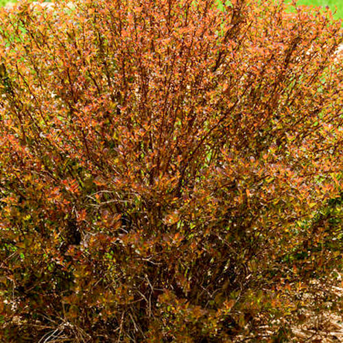 First Editions® Spicy Devil® Ninebark: Physocarpus opulifolius 'ZLENatalie' PP34,244 preview 4