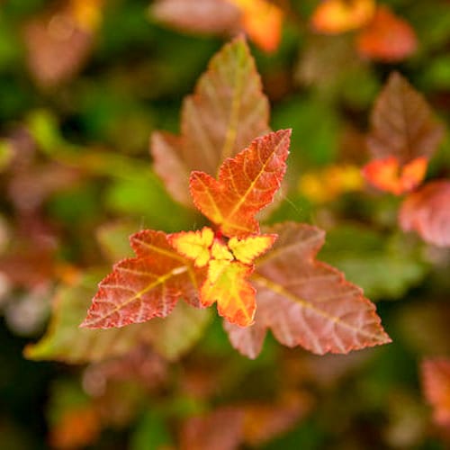 First Editions® Spicy Devil® Ninebark: Physocarpus opulifolius 'ZLENatalie' PP34,244 preview 5