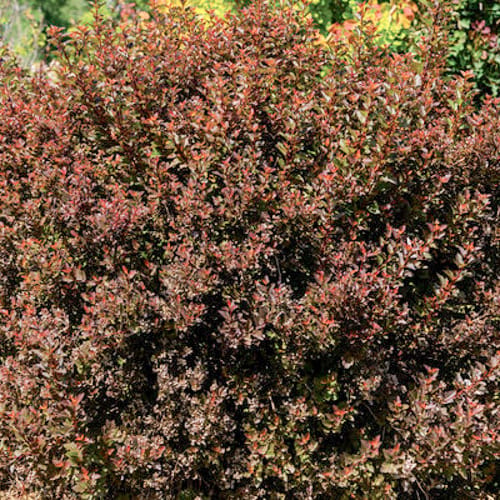 First Editions® Spicy Devil® Ninebark: Physocarpus opulifolius 'ZLENatalie' PP34,244 preview 6