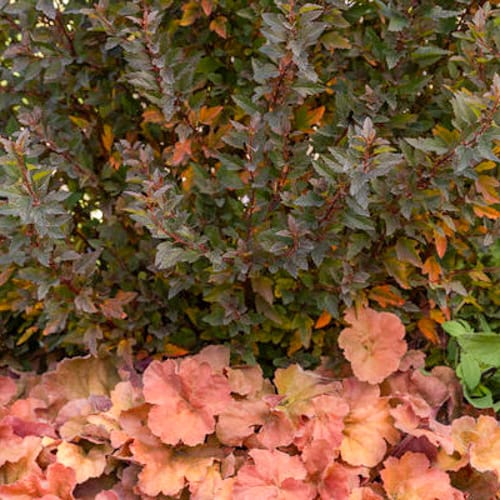 First Editions® Spicy Devil® Ninebark: Physocarpus opulifolius 'ZLENatalie' PP34,244 preview 7