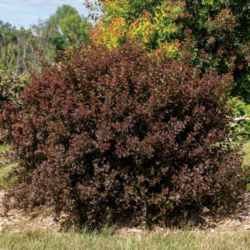 First Editions® Spicy Devil® Ninebark: Physocarpus opulifolius 'ZLENatalie' PP34,244 preview 8