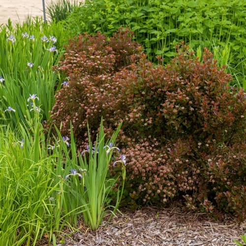 First Editions® Spicy Devil® Ninebark: Physocarpus opulifolius 'ZLENatalie' PP34,244 preview 9