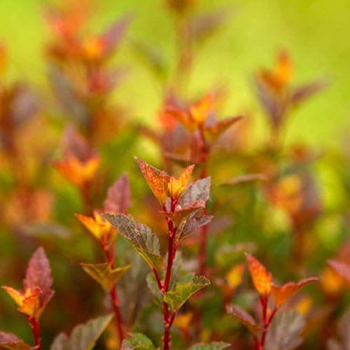 First Editions® Spicy Devil® Ninebark: Physocarpus opulifolius 'ZLENatalie' PP34,244 preview 1