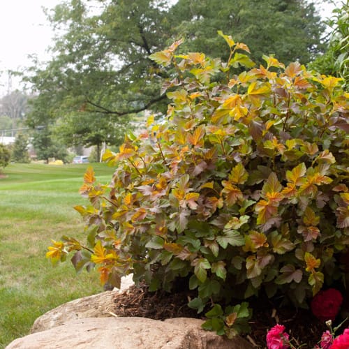 First Editions® Amber Jubilee™ Ninebark: Physocarpus opulifolius 'Jefam' PP23,177 preview 11