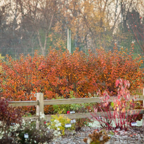 First Editions® Amber Jubilee™ Ninebark: Physocarpus opulifolius 'Jefam' PP23,177 preview 12