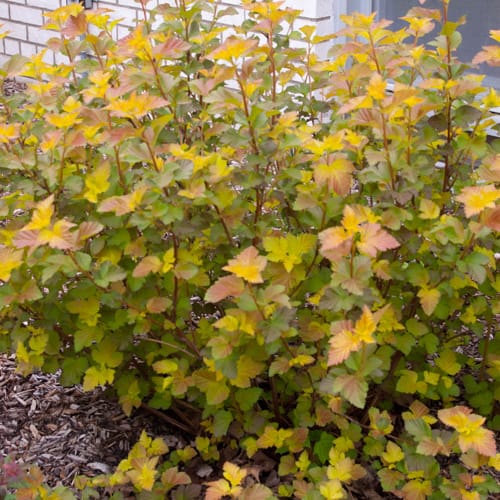 First Editions® Amber Jubilee™ Ninebark: Physocarpus opulifolius 'Jefam' PP23,177 preview 13