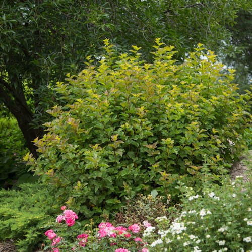 First Editions® Amber Jubilee™ Ninebark: Physocarpus opulifolius 'Jefam' PP23,177 preview 14