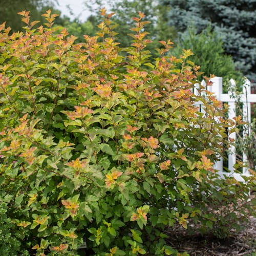 First Editions® Amber Jubilee™ Ninebark: Physocarpus opulifolius 'Jefam' PP23,177 preview 15