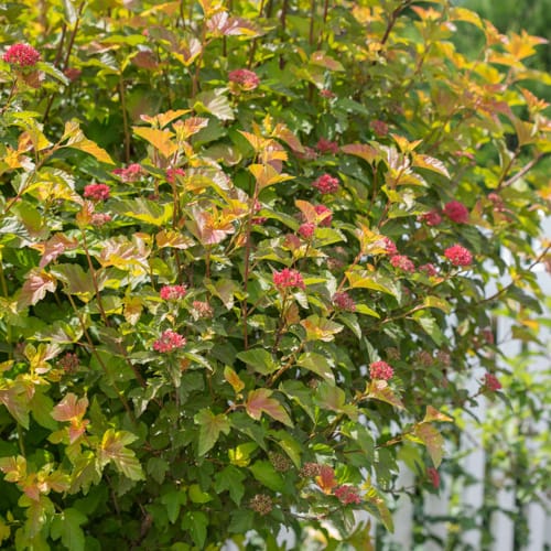 First Editions® Amber Jubilee™ Ninebark: Physocarpus opulifolius 'Jefam' PP23,177 preview 16