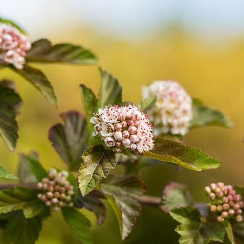 First Editions® Amber Jubilee™ Ninebark: Physocarpus opulifolius 'Jefam' PP23,177 preview 3