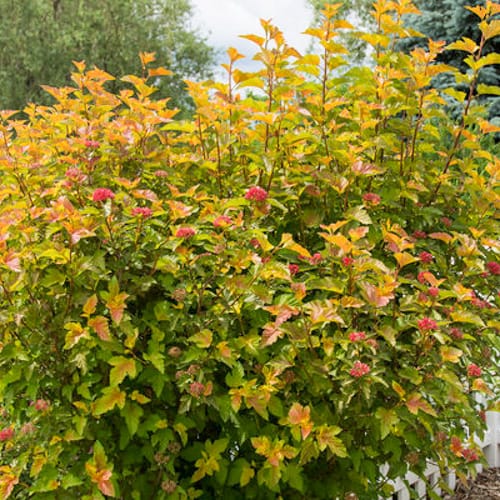 First Editions® Amber Jubilee™ Ninebark: Physocarpus opulifolius 'Jefam' PP23,177 preview 7