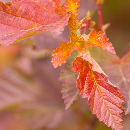 First Editions® Amber Jubilee™ Ninebark: Physocarpus opulifolius 'Jefam' PP23,177 preview 8