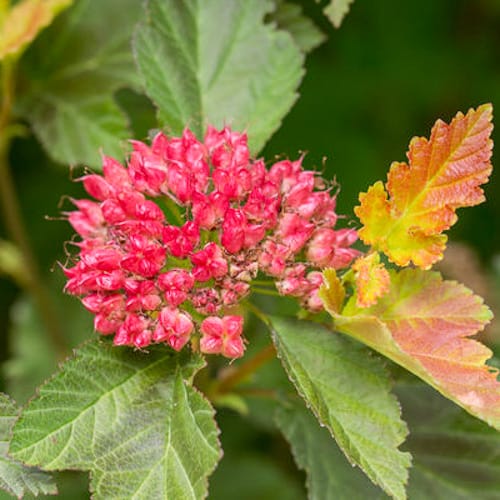 First Editions® Amber Jubilee™ Ninebark: Physocarpus opulifolius 'Jefam' PP23,177 preview 9