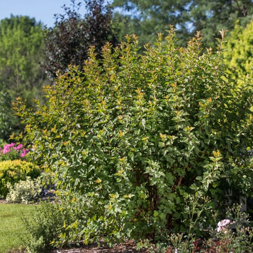 First Editions® Amber Jubilee™ Ninebark: Physocarpus opulifolius 'Jefam' PP23,177 preview 10