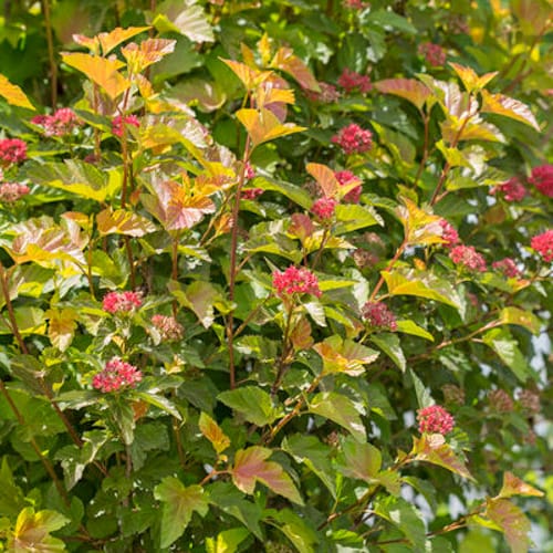First Editions® Amber Jubilee™ Ninebark: Physocarpus opulifolius 'Jefam' PP23,177 preview 1
