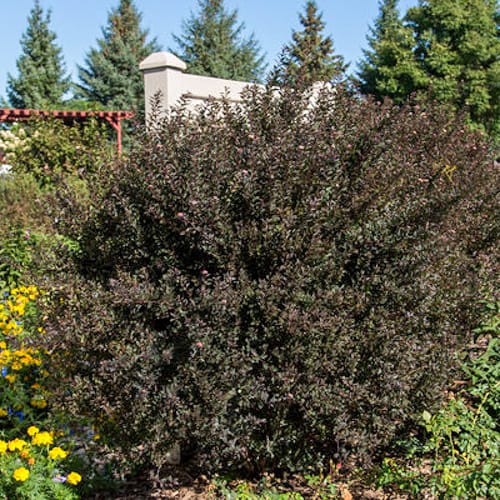 First Editions® Little Devil™ Ninebark: Physocarpus opulifolius 'Donna May' PP22,634 preview 2