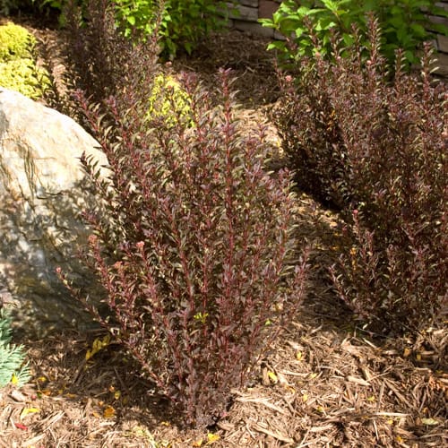 First Editions® Little Devil™ Ninebark: Physocarpus opulifolius 'Donna May' PP22,634 preview 12