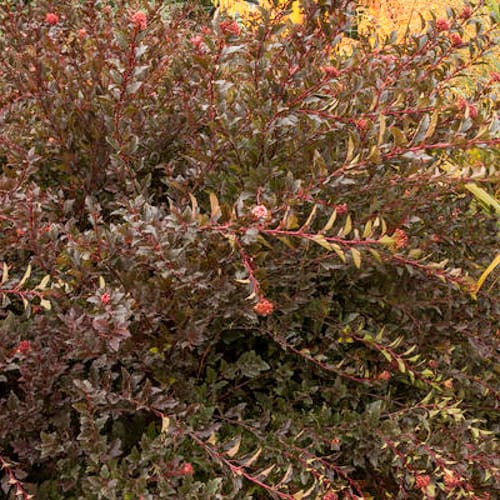 First Editions® Little Devil™ Ninebark: Physocarpus opulifolius 'Donna May' PP22,634 preview 5
