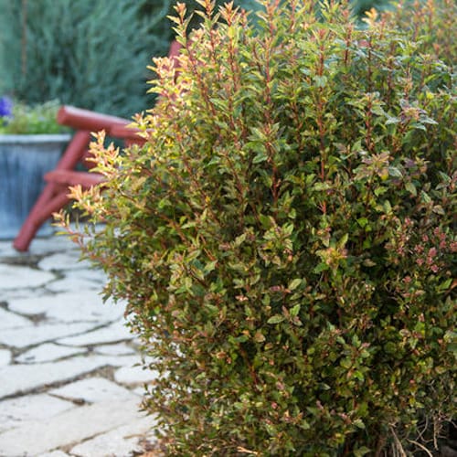First Editions® Little Devil™ Ninebark: Physocarpus opulifolius 'Donna May' PP22,634 preview 6