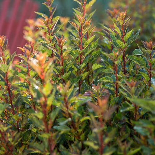 First Editions® Little Devil™ Ninebark: Physocarpus opulifolius 'Donna May' PP22,634 preview 7