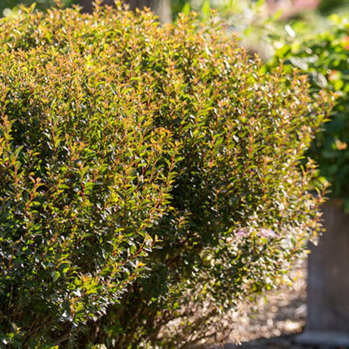 First Editions® Little Devil™ Ninebark: Physocarpus opulifolius 'Donna May' PP22,634 preview 9