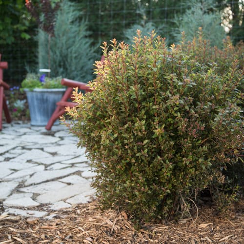 First Editions® Little Devil™ Ninebark: Physocarpus opulifolius 'Donna May' PP22,634 preview 10