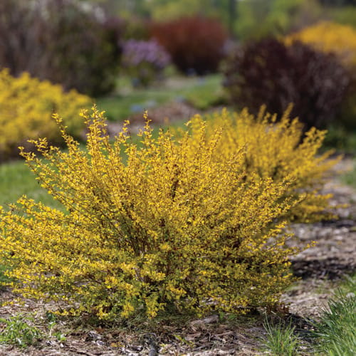 First Editions® Lucky Devil® Ninebark: Physocarpus opulifolius  'ZLEMichael' PP34,243 preview 11