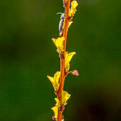 First Editions® Lucky Devil® Ninebark: Physocarpus opulifolius  'ZLEMichael' PP34,243 preview 4