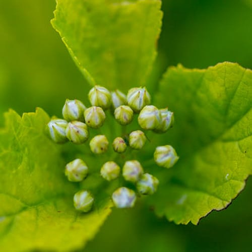 First Editions® Lucky Devil® Ninebark: Physocarpus opulifolius  'ZLEMichael' PP34,243 preview 6