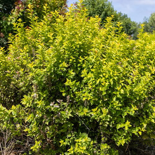 First Editions® Lucky Devil® Ninebark: Physocarpus opulifolius  'ZLEMichael' PP34,243 preview 8
