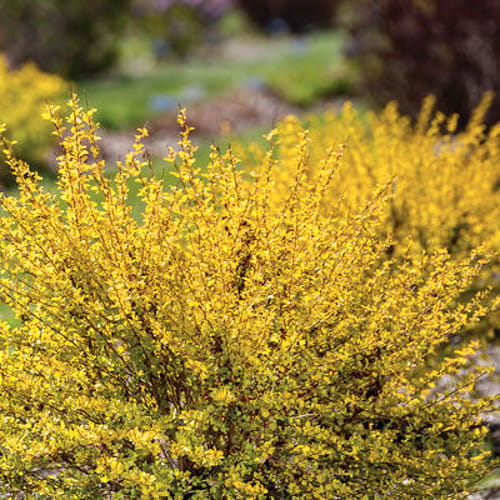 First Editions® Lucky Devil® Ninebark: Physocarpus opulifolius  'ZLEMichael' PP34,243 preview 9