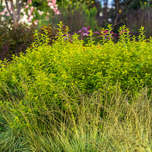First Editions® Lucky Devil® Ninebark: Physocarpus opulifolius  'ZLEMichael' PP34,243 preview 1