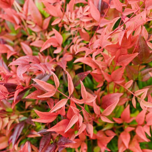 First Editions® Cool Glow® Pomegranate Nandina: Nandina domestica 'ZhNan53' PP32,422 preview 2