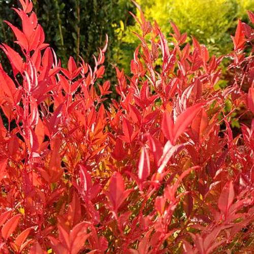 First Editions® Cool Glow® Pomegranate Nandina: Nandina domestica 'ZhNan53' PP32,422 preview 5